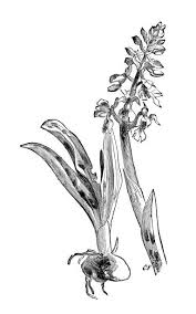 Attēlu rezultāti vaicājumam “Orchis mascula bud”