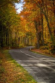 Image result for лес,