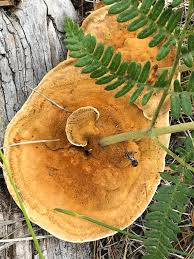 Attēlu rezultāti vaicājumam “Onnia triquetra”