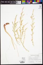 Attēlu rezultāti vaicājumam “Corispermum hyssopifolium”