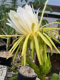 Attēlu rezultāti vaicājumam “Lithospermum officinale flower”