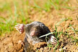 Attēlu rezultāti vaicājumam “Talpa europaea”