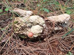 Attēlu rezultāti vaicājumam “Lycogala exiguum aggr. young”