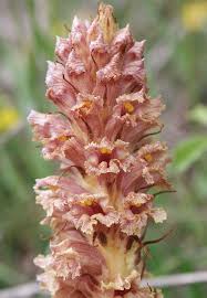 Attēlu rezultāti vaicājumam “Orobanche elatior flower”