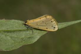 Attēlu rezultāti vaicājumam “Setina irrorella”