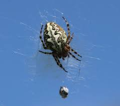 Attēlu rezultāti vaicājumam “Aculepeira ceropegia”