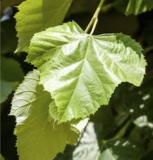 Attēlu rezultāti vaicājumam “Tilia x vulgaris”