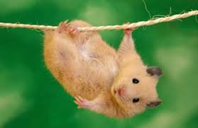 Image result for хомяк