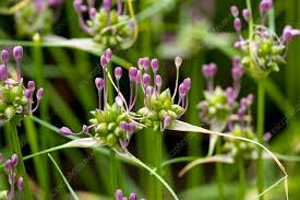 Attēlu rezultāti vaicājumam “Allium oleraceum flower”