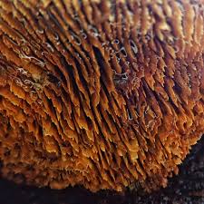 Attēlu rezultāti vaicājumam “Gloeophyllum trabeum”