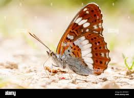 Attēlu rezultāti vaicājumam “Limenitis camilla”