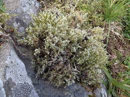 Attēlu rezultāti vaicājumam “Racomitrium heterostichum”