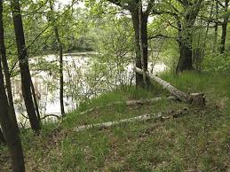 Attēlu rezultāti vaicājumam “Laserpitium pruthenicum”