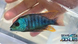 Attēlu rezultāti vaicājumam “Tetratoma ancora”