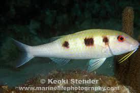 Image result for Pseudupeneus maculatus
