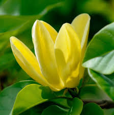 Attēlu rezultāti vaicājumam “Magnolia acuminata flower”