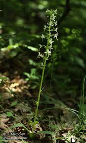 Attēlu rezultāti vaicājumam “Platanthera chlorantha”