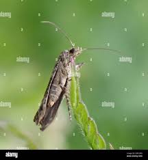 Attēlu rezultāti vaicājumam “Epermenia falciformis”