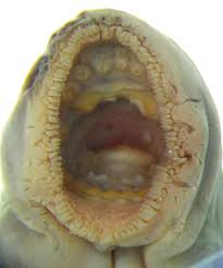 Image result for Lethenteron camtschaticum