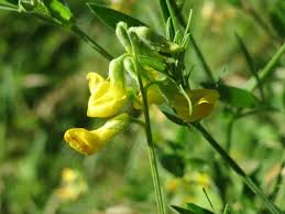 Attēlu rezultāti vaicājumam “Lathyrus pratensis flower”