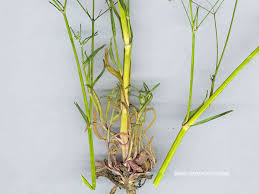 Image result for Gypsophila elegans