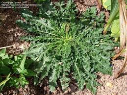 Attēlu rezultāti vaicājumam “Verbascum blattaria leaf”