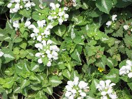 Attēlu rezultāti vaicājumam “Lamium maculatum leaf”