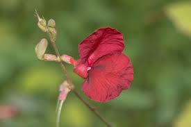 Attēlu rezultāti vaicājumam “Diderma radiatum macro”