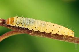 Attēlu rezultāti vaicājumam “Epinotia trigonella”