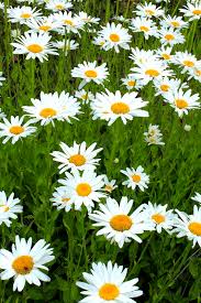 Attēlu rezultāti vaicājumam “Leucanthemum vulgare”