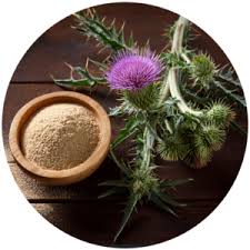 Attēlu rezultāti vaicājumam “Silybum marianum fruit”