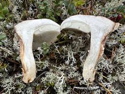 Attēlu rezultāti vaicājumam “Trichia flavicoma stalked”