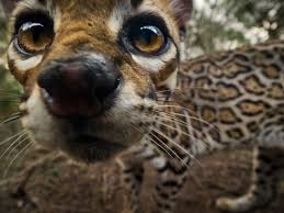 Image result for оцелот