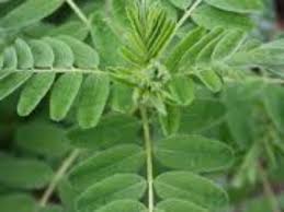 Attēlu rezultāti vaicājumam “Astragalus arenarius leaf”