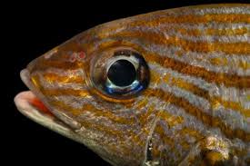 Image result for Haemulon carbonarium