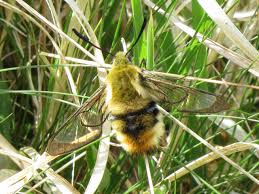 Attēlu rezultāti vaicājumam “Hemaris tityus”