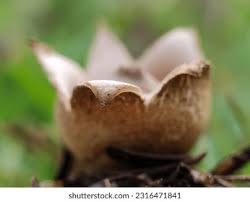 Attēlu rezultāti vaicājumam “Geastrum”
