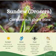 Attēlu rezultāti vaicājumam “Drosera anglica fruit”