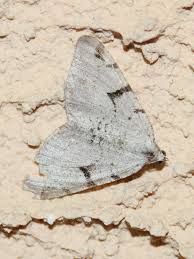 Attēlu rezultāti vaicājumam “Macaria wauaria”