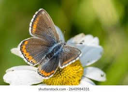 Attēlu rezultāti vaicājumam “Plebejus idas underside”