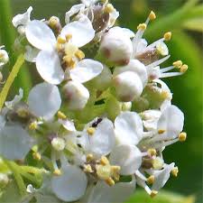 Attēlu rezultāti vaicājumam “Lepidium latifolium flower”