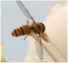 Attēlu rezultāti vaicājumam “Episyrphus balteatus”