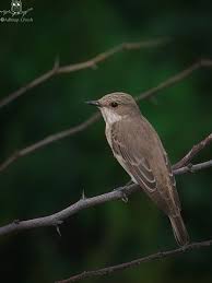Attēlu rezultāti vaicājumam “Muscicapa striata”