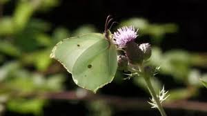 Attēlu rezultāti vaicājumam “Gonepteryx rhamni female”