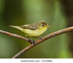 Attēlu rezultāti vaicājumam “Hippolais icterina”