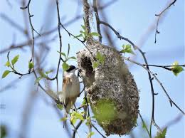 Attēlu rezultāti vaicājumam “Remiz pendulinus nest”