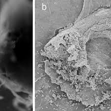 Attēlu rezultāti vaicājumam “Didymium nigripes young”