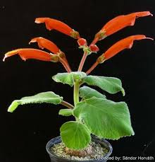 Image result for Sinningia