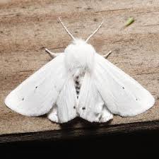 Attēlu rezultāti vaicājumam “Spilosoma lutea imago”