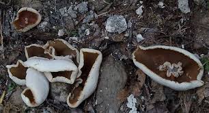 Attēlu rezultāti vaicājumam “Peziza repanda”